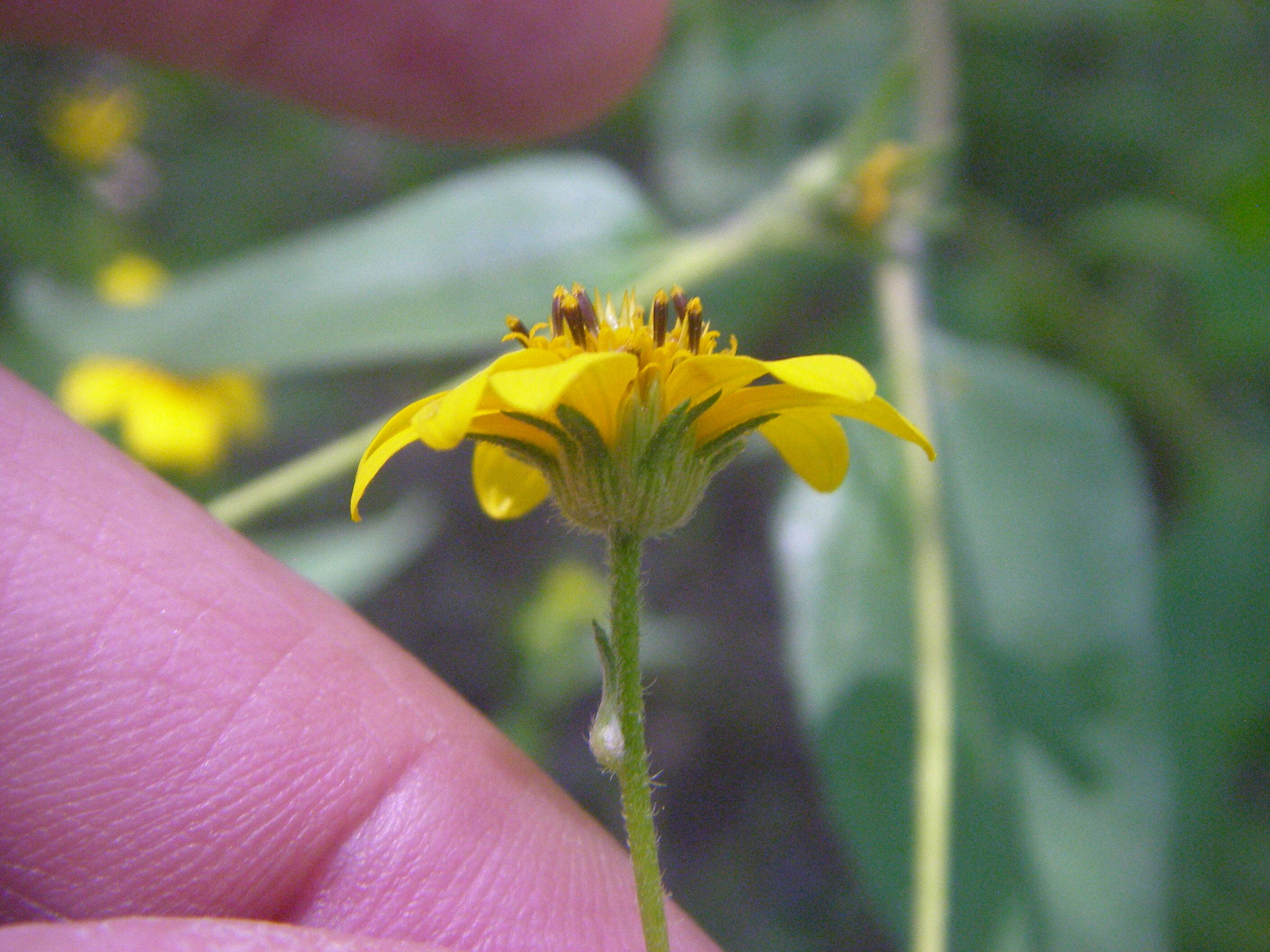 Sivun Viguiera dentata (Cavanilles) Spreng. kuva