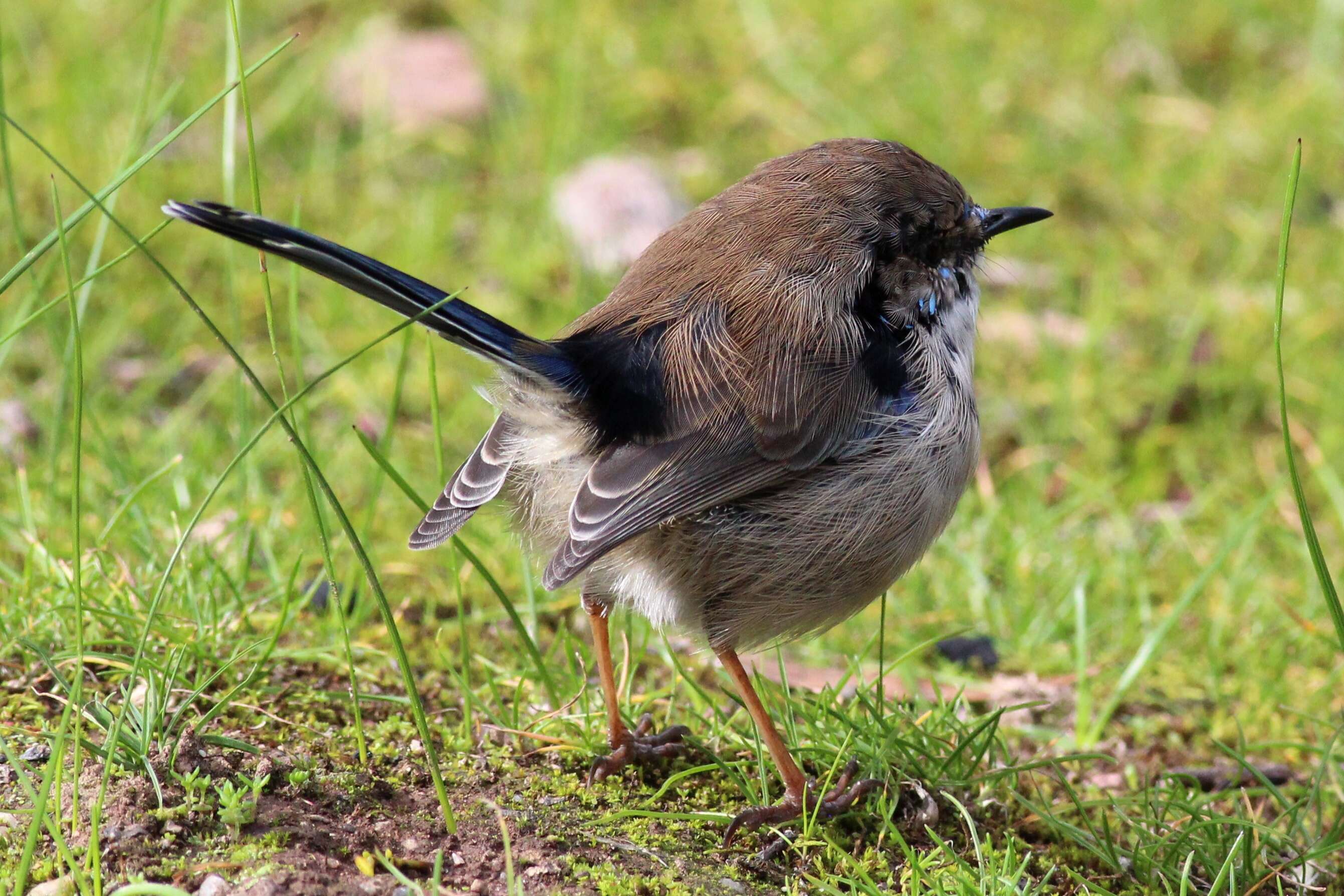 Image of fairywrens and relatives