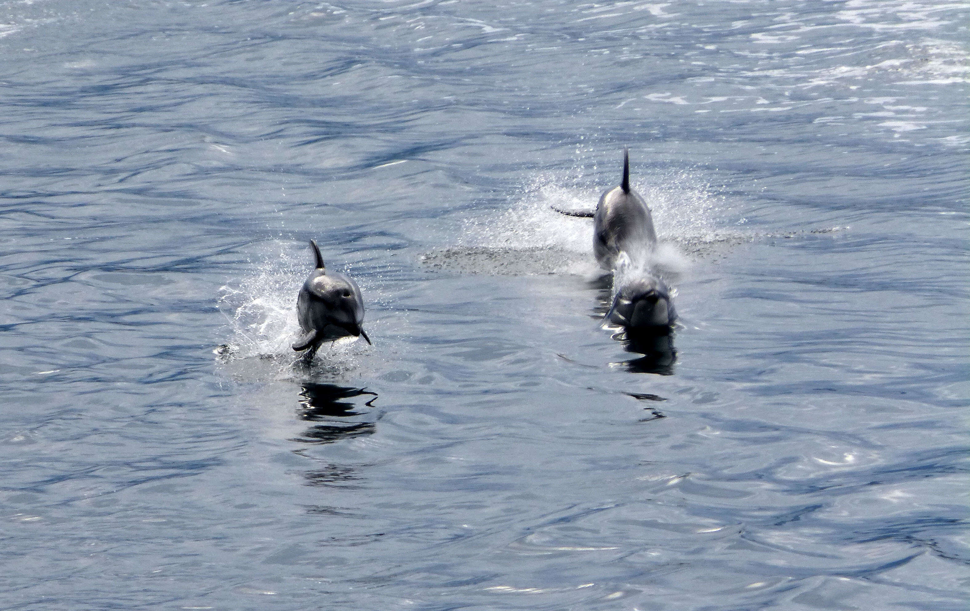 Image of Pacific White-sided Dolphin