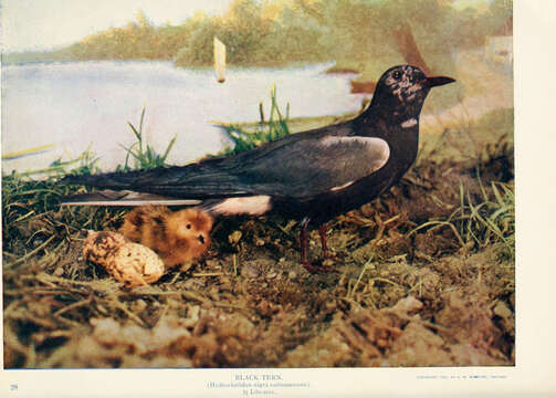 Image of Black Tern