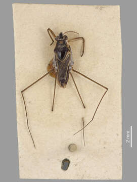 Image of Neogerris Matsumura 1913