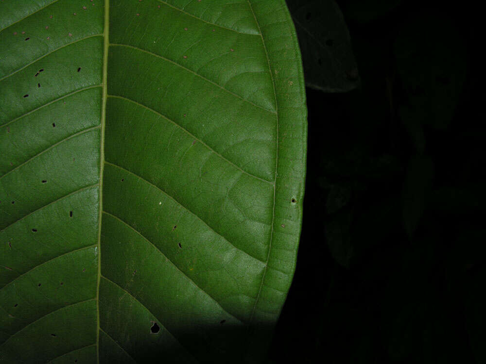 Image of Miconia trinervia (Sw.) D. Don ex Loud.