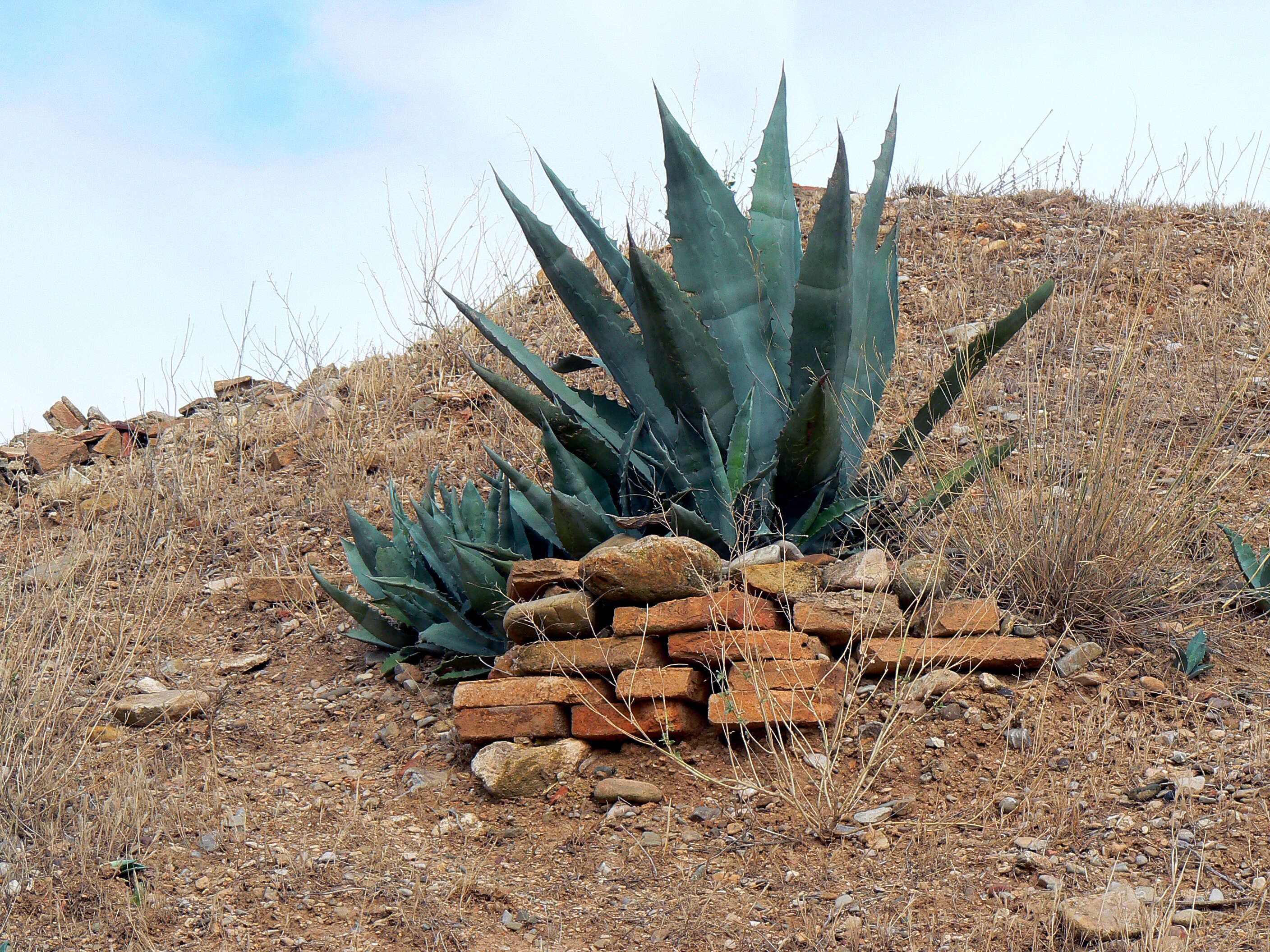 Image of agave