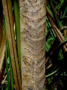 Image of Pandanus helicopus Kurz ex Miq.