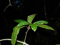 Image of Randia altiscandens (Ducke) C. M. Taylor