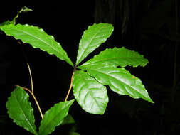 Sivun Terminalia costaricensis (Stace) Gere & Boatwr. kuva