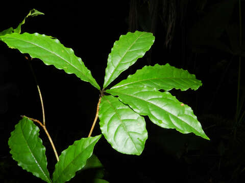 Image of Terminalia costaricensis (Stace) Gere & Boatwr.