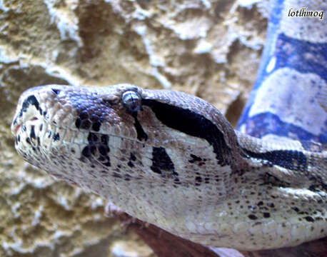 Image of Garden Tree Boa