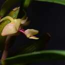 Imagem de Dendrobium bancanum J. J. Sm.