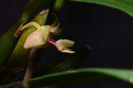 Plancia ëd Dendrobium bancanum J. J. Sm.