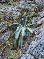 Image of holly fern