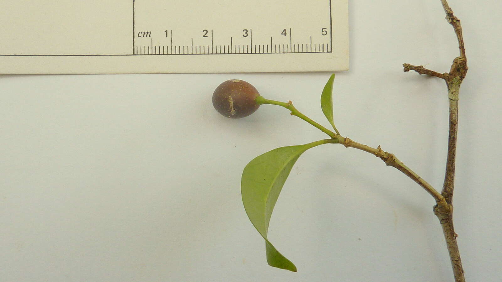 Image of devil's-pepper