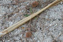 Image of Casuarina equisetifolia subsp. incana (Benth.) L. A. S. Johnson