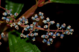 Image of Miconia