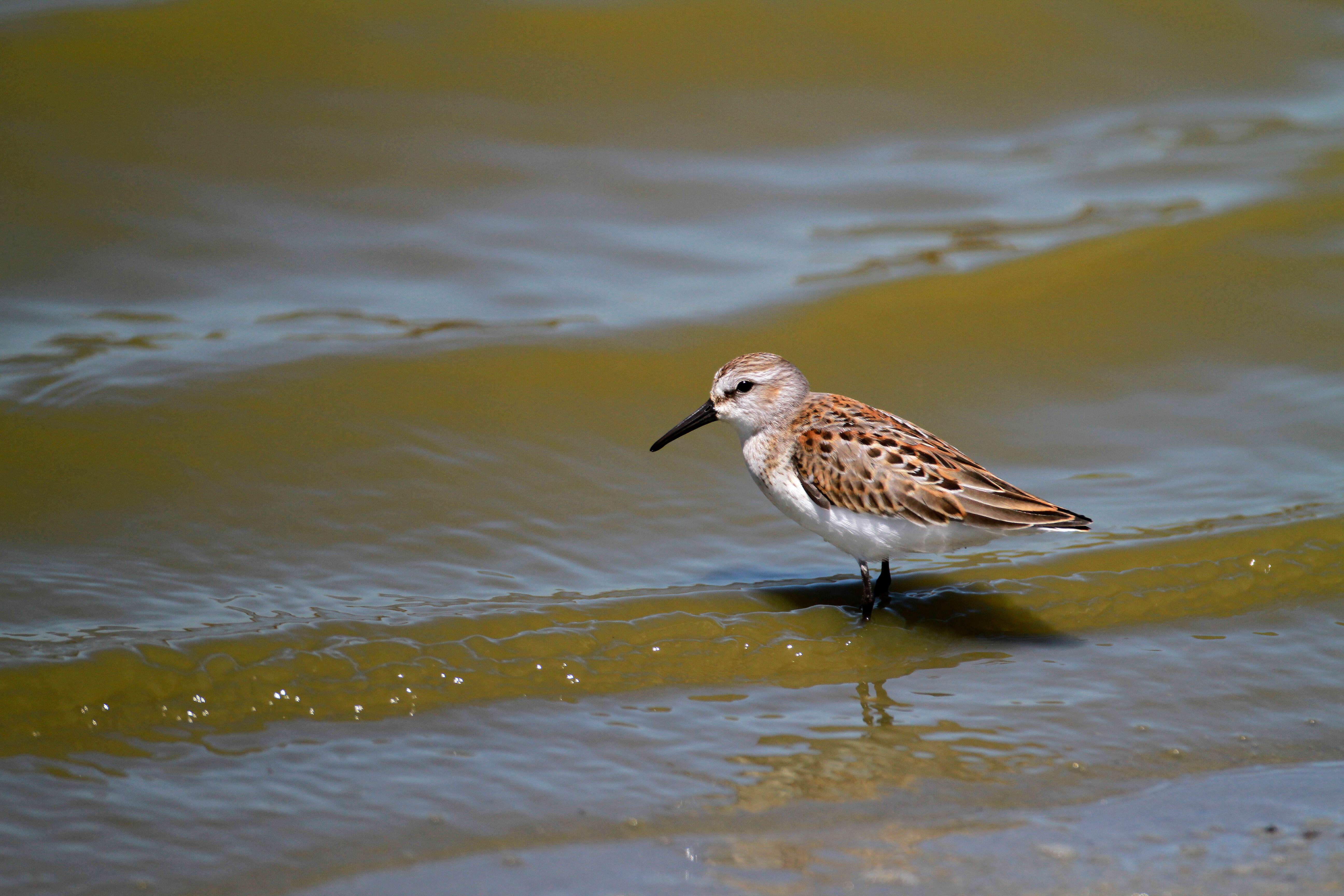 Image of Calidris Merrem 1804