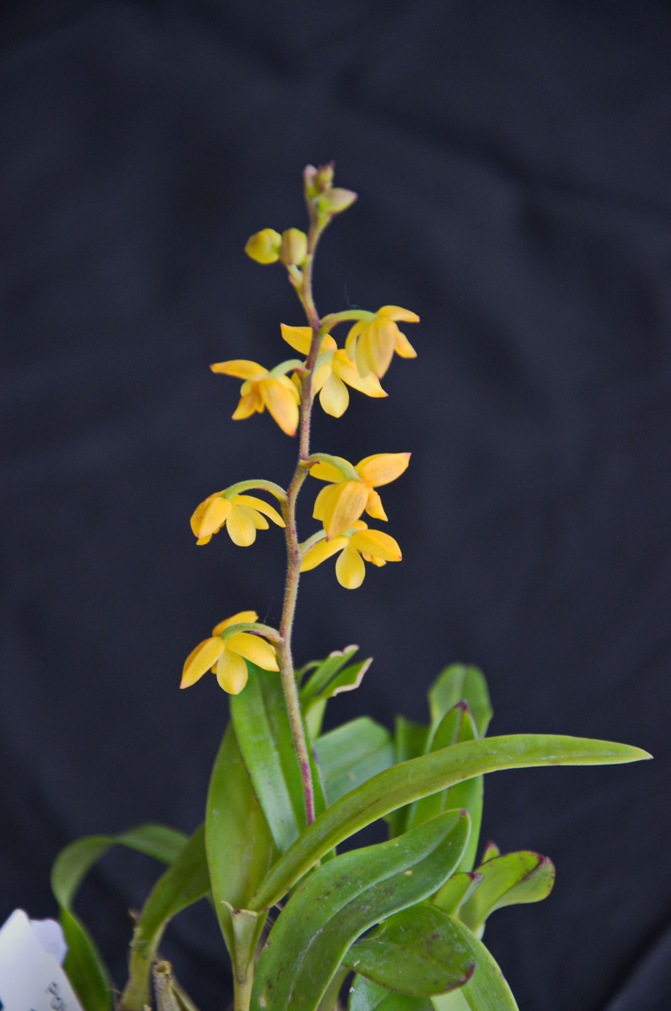 Image of Yellowspike orchids