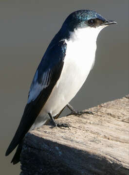 Image of White-winged Swallow