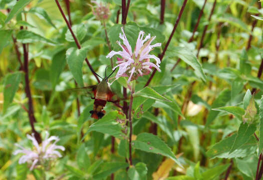 Image of Hummingbird Clearwing