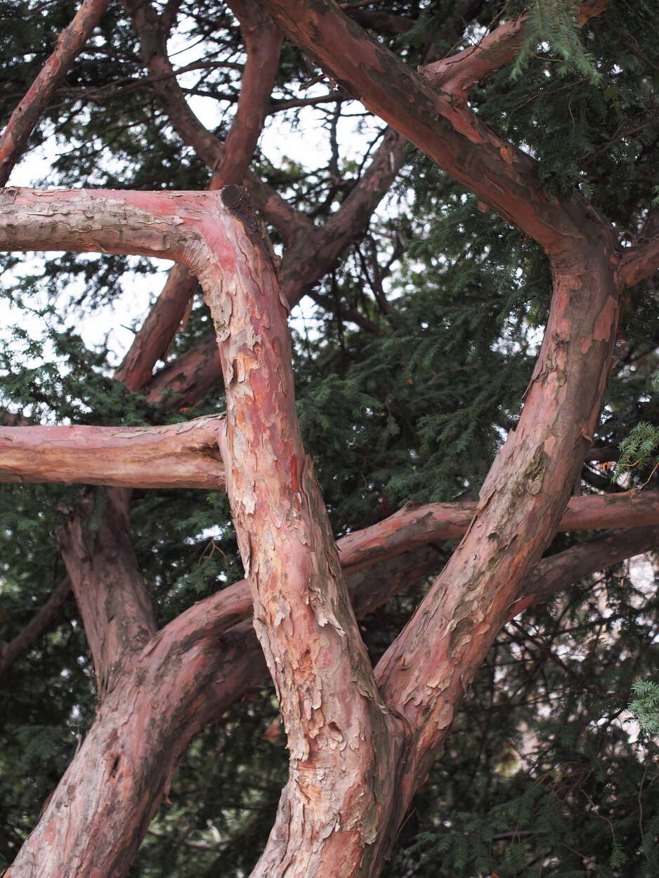 Image of English yew