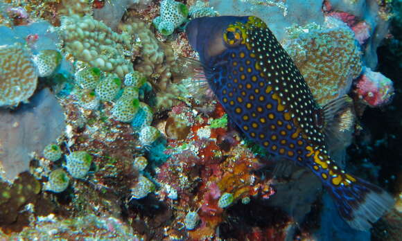 Image of Spotted boxfish