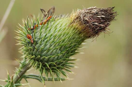 Image of western leaf-footed bug