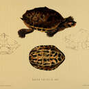 Image of Indian Tent Turtle