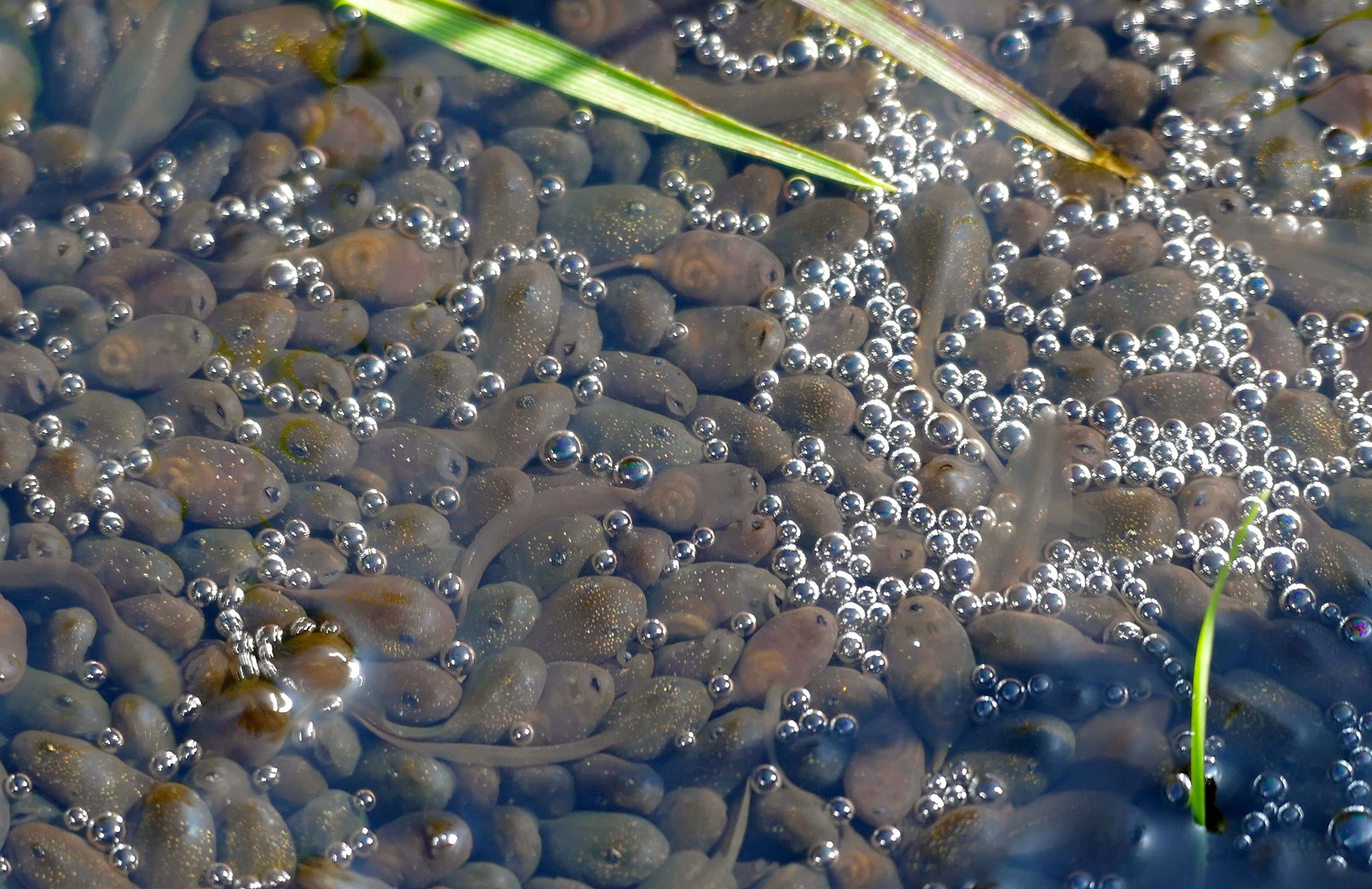 Image of Nile Valley Toad