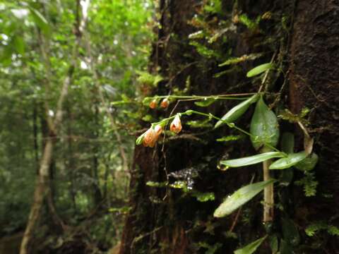 Image of Conchidium articulatum (Lindl.) Rauschert