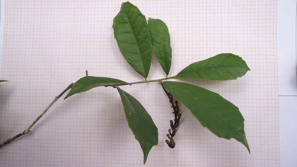 Image of Sorocea racemosa Gaud.