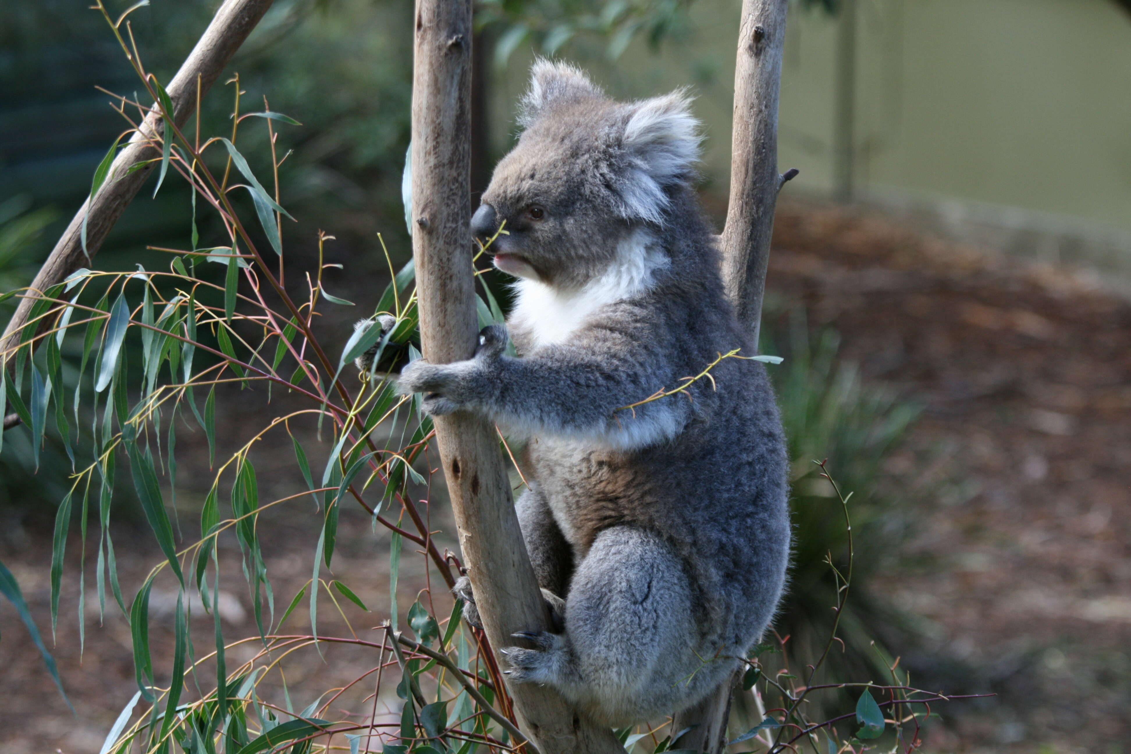 Image of Wombats and Koalas