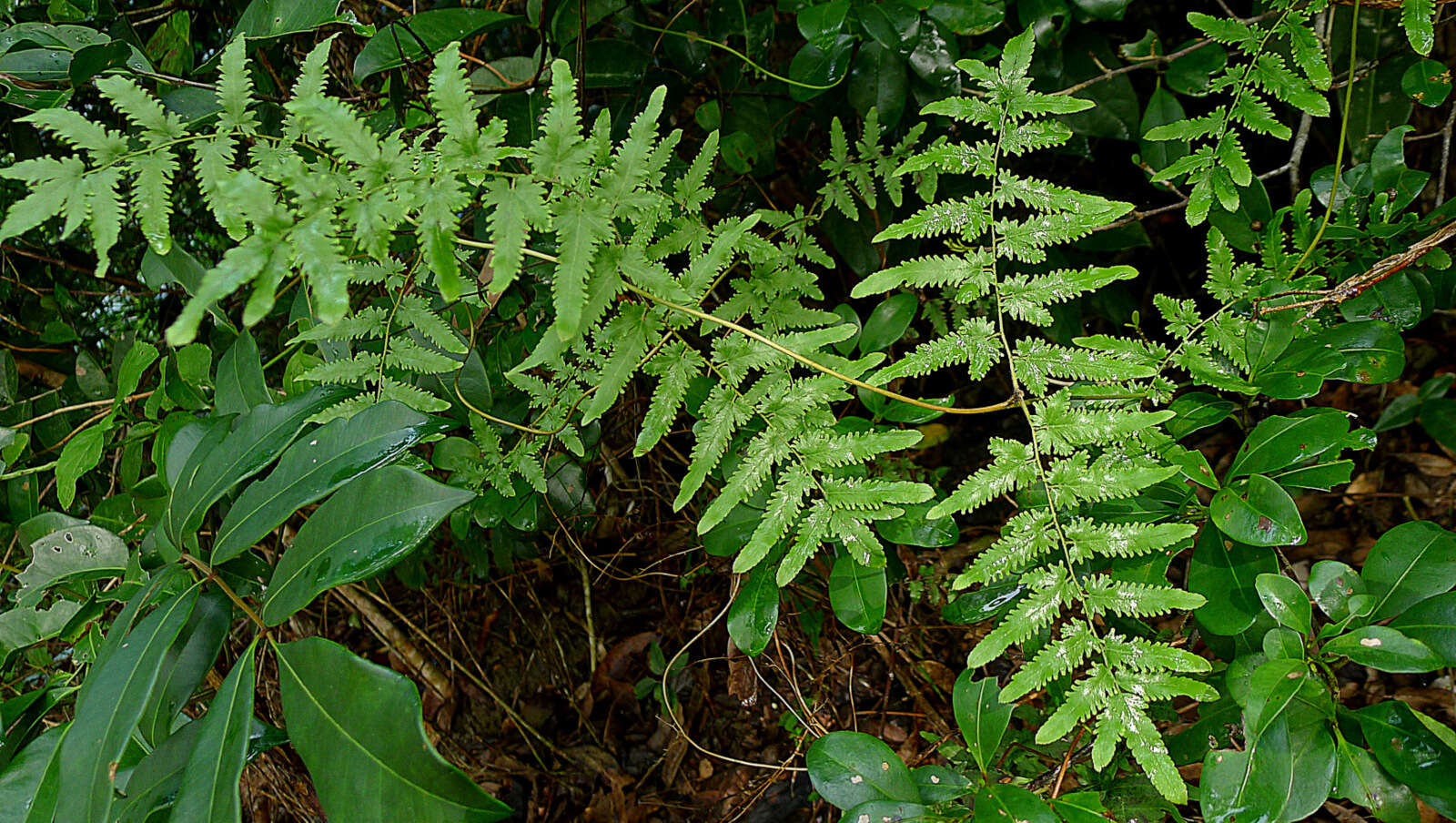 Image of climbing ferns