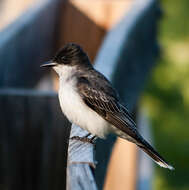 Image of Eastern Kingbird