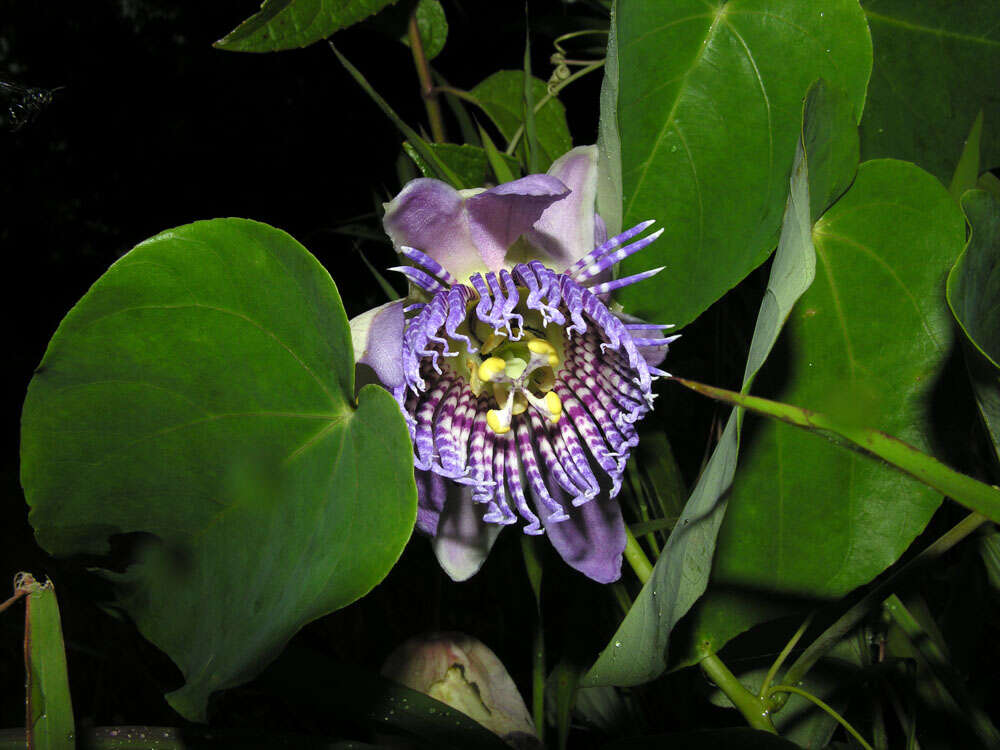 Sivun Passiflora seemannii Griseb. kuva