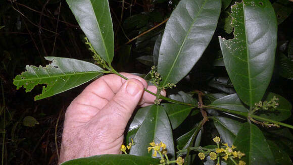 Image of Bunchosia acuminata F. H. Dobson