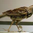 Image of Correndera Pipit