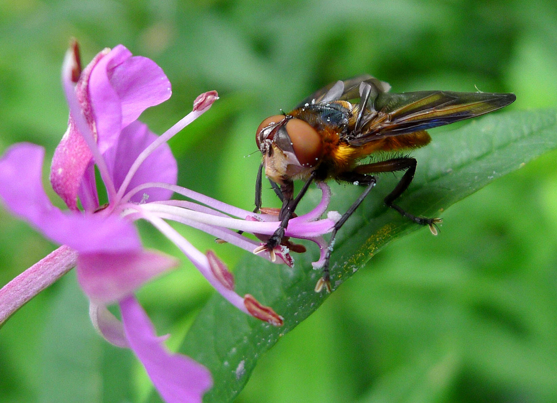 Image of Phasia hemiptera (Fabricius 1794)