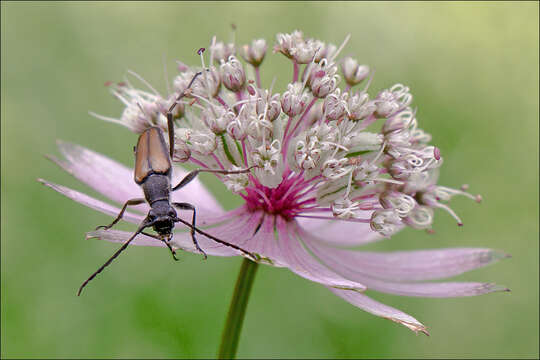 Imagem de Astrantia major subsp. major