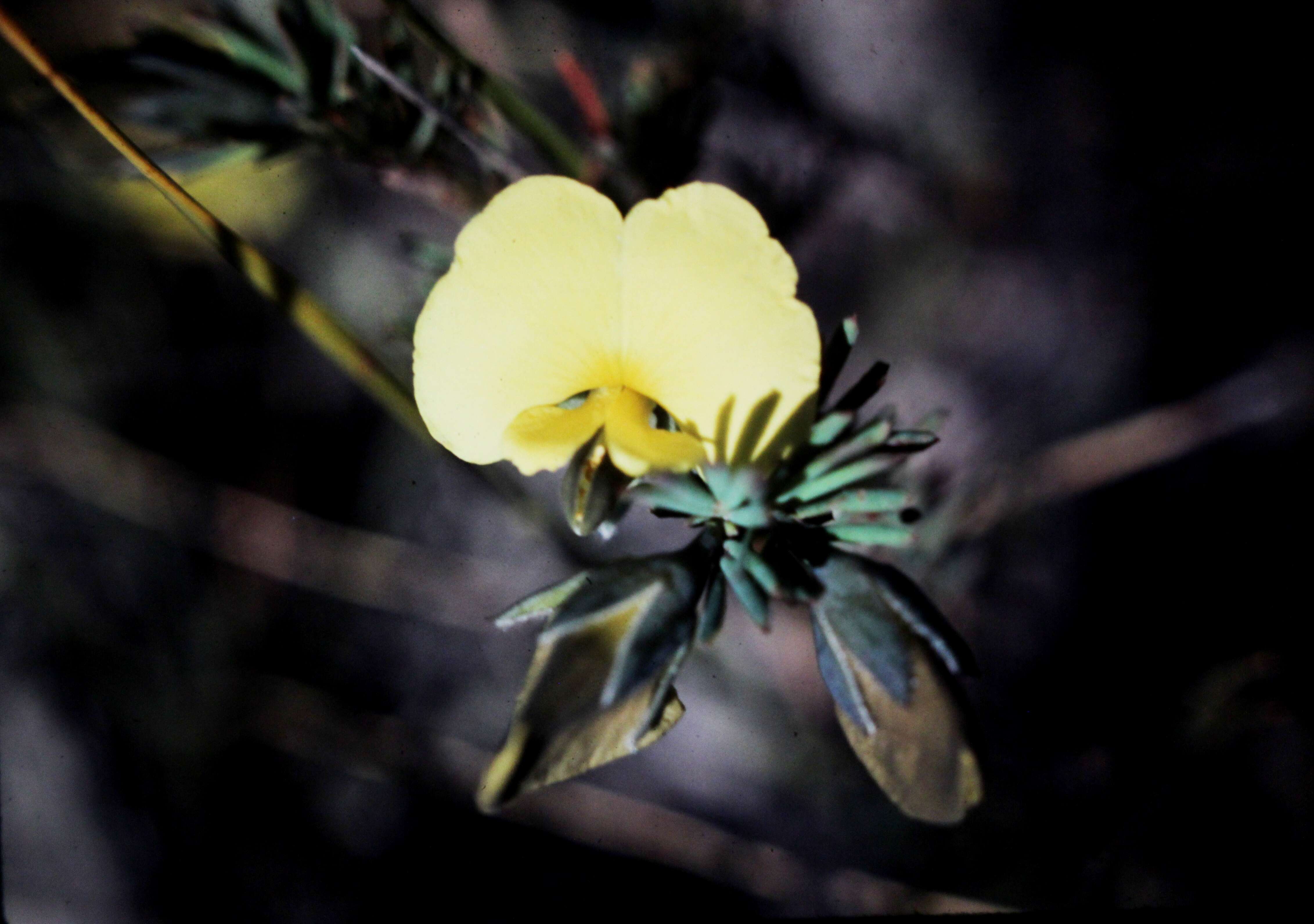 Слика од Gompholobium grandiflorum Sm.