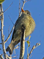 Image de Moucherolle de Coues