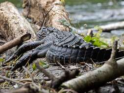 Image of Alligator