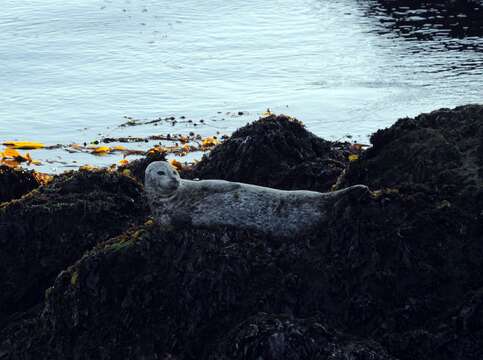 Image of Mediterranean Monk Seal