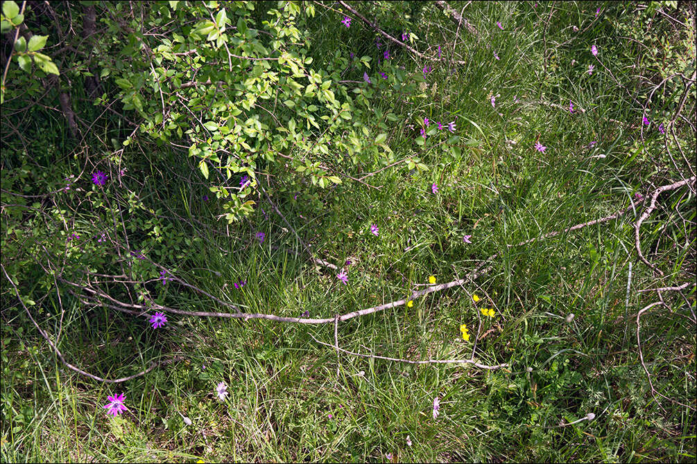 Image of broad-leaved anemone