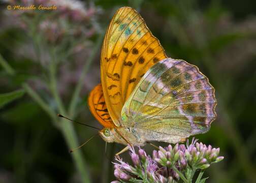 Imagem de Argynnis paphia Linnaeus 1758