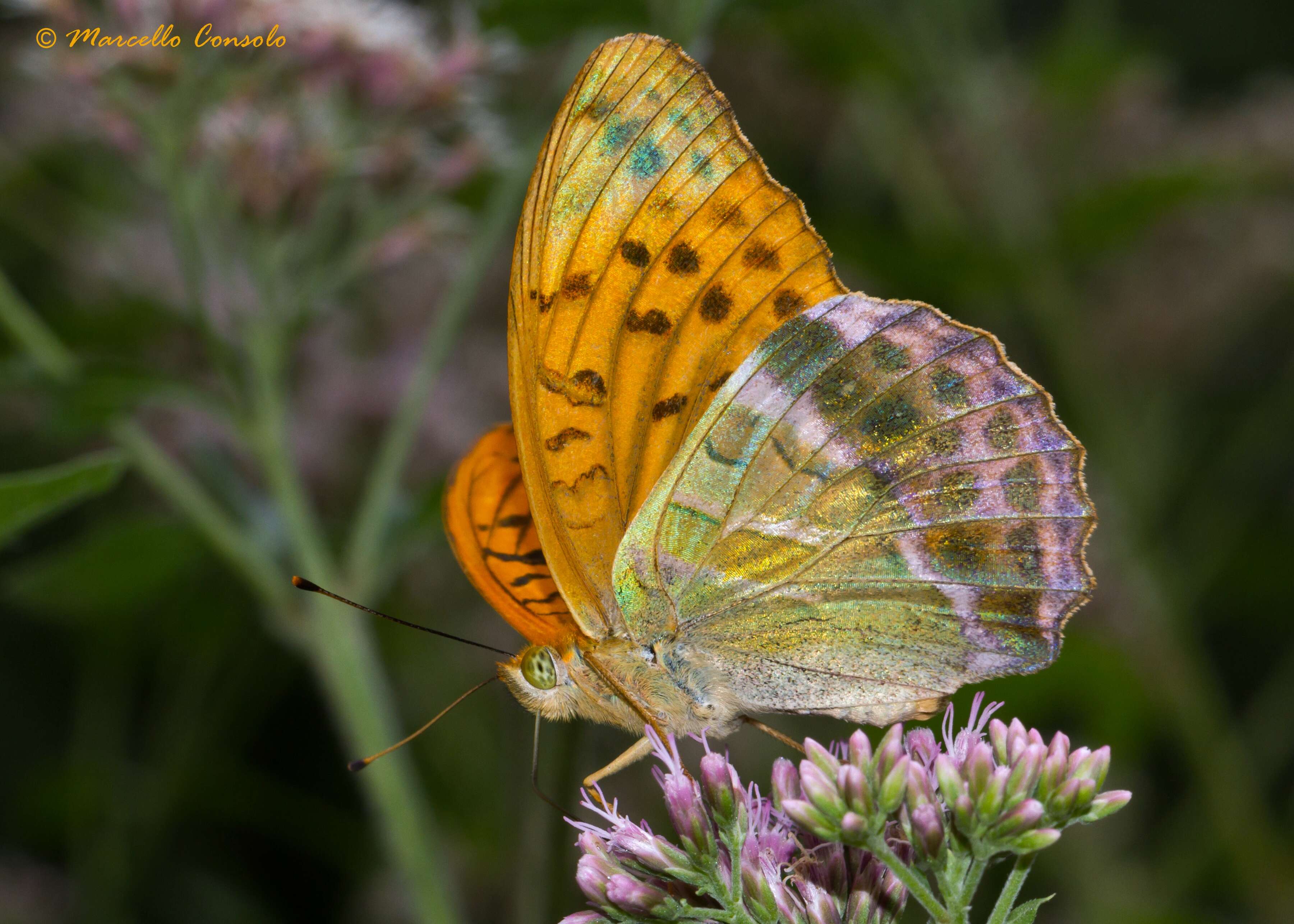 Imagem de Argynnis paphia Linnaeus 1758