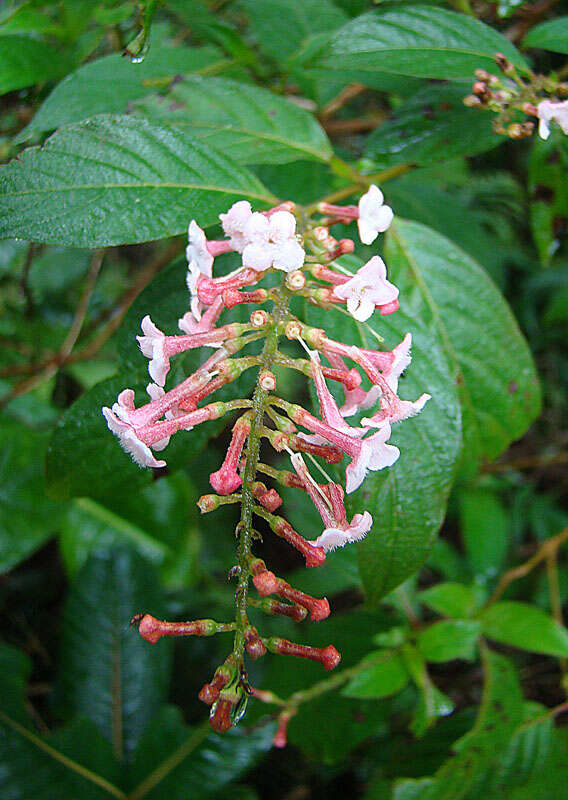 Image of Gonzalagunia rosea Standl.