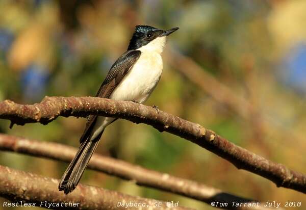 Image of Restless Flycatcher