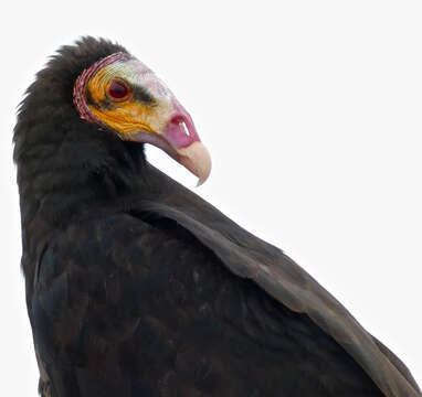 Image of Lesser Yellow-headed Vulture