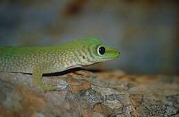 Image of Phelsuma