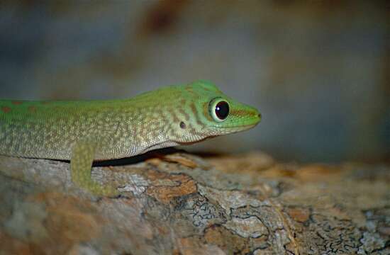 صورة Phelsuma kochi Mertens 1954