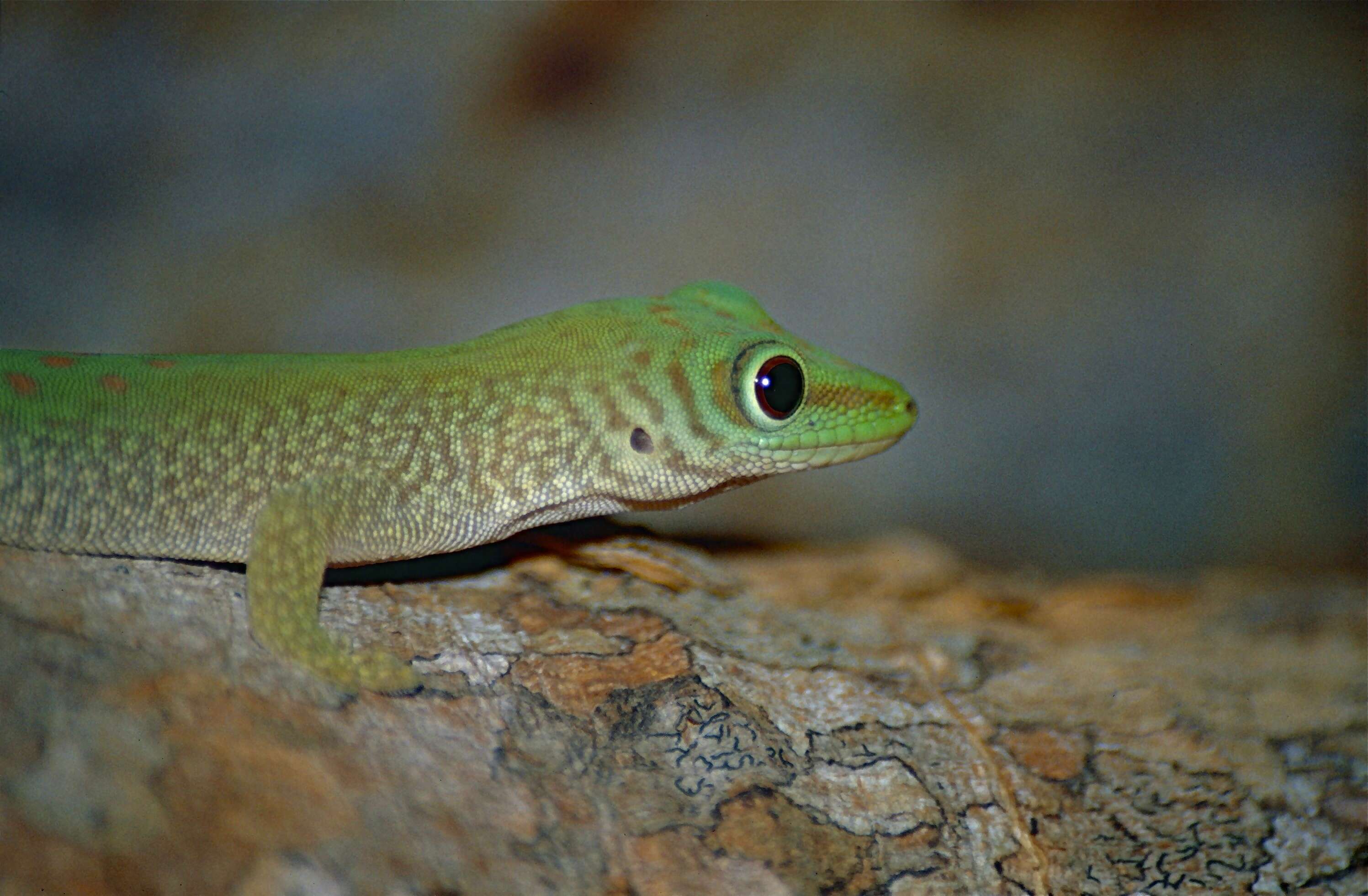 Image of Phelsuma